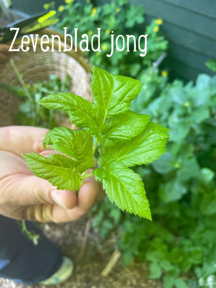 Zevenblad - bijkruid uit eigen tuin. Leren over eetbare bijkruiden in tuincoaching en tuinadvies