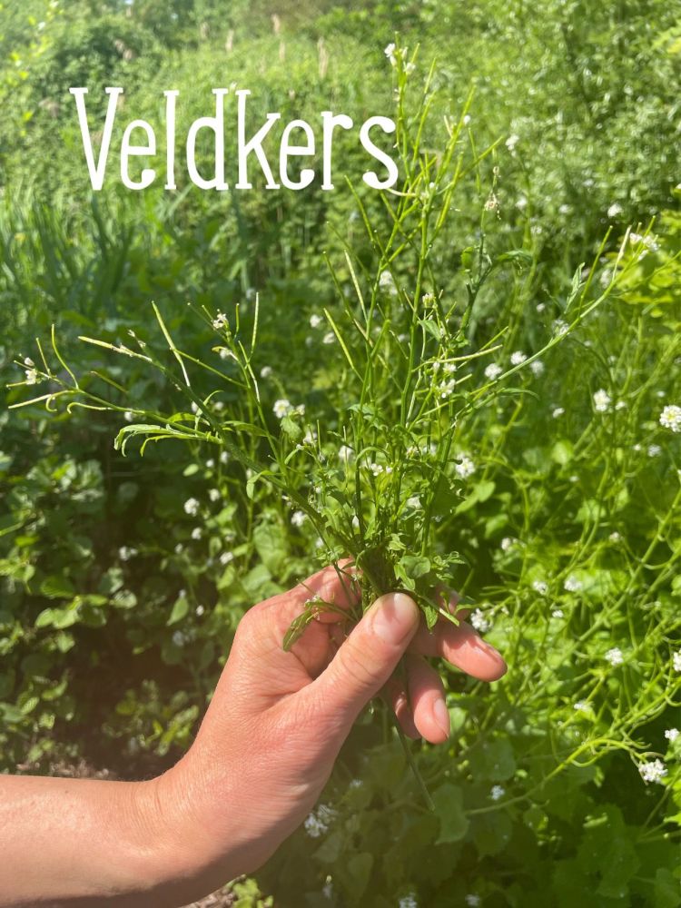 Veldkers bijkruid uit eigen tuin. Leren over eetbare bijkruiden in tuincoaching en tuinadvies