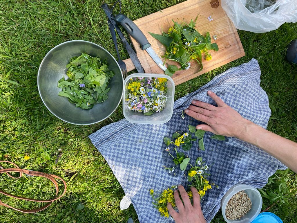 wildplukken in de wilde natuur. Een wildplukwandeling om met bijkruiden je eigen salade te maken
